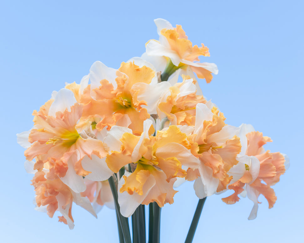 Narcissus 'Casanova'