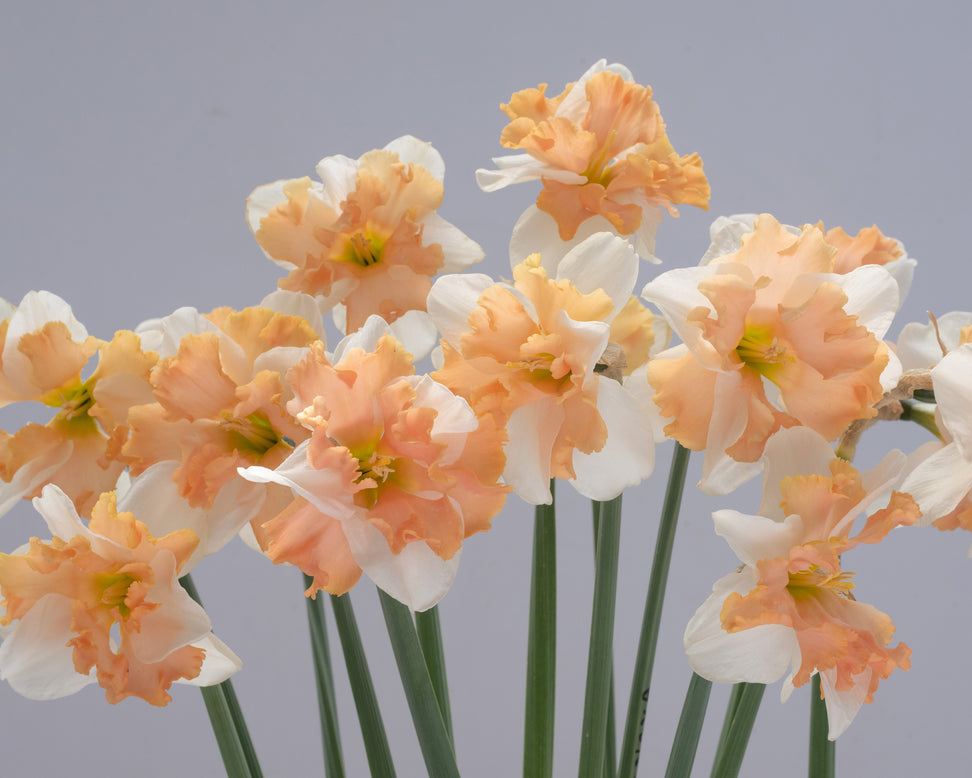 Narcissus 'Casanova'