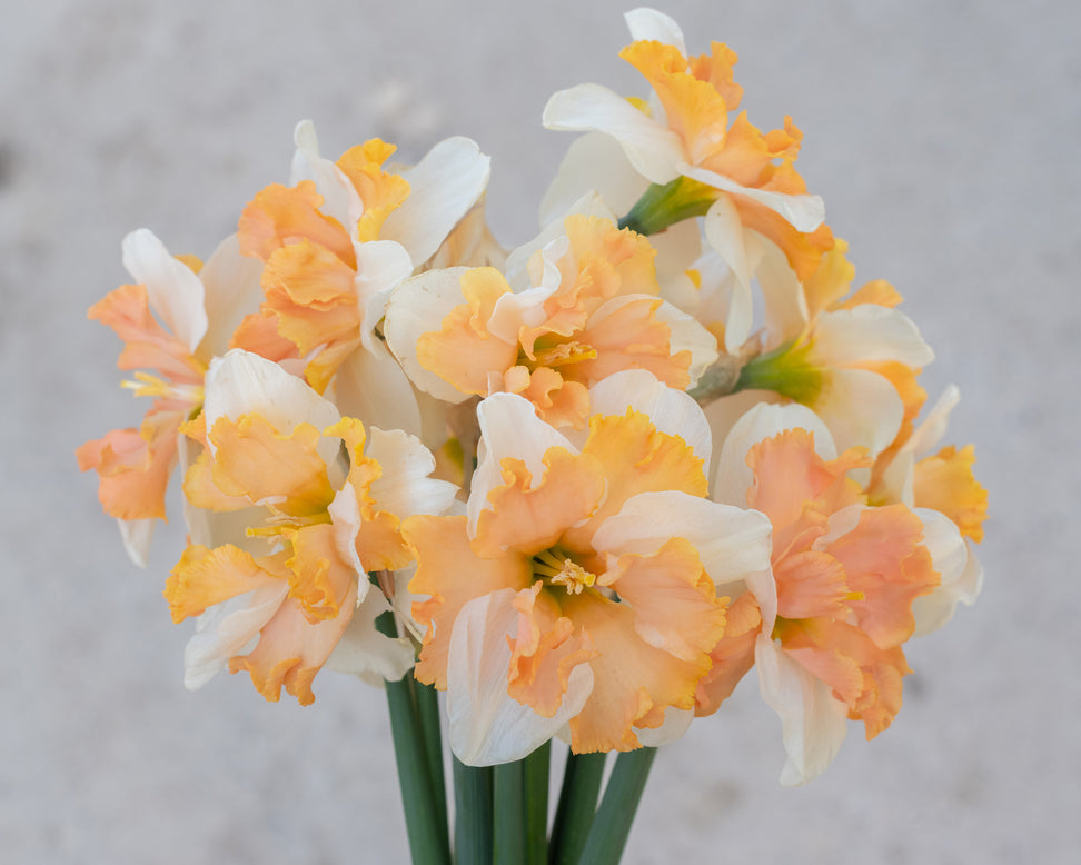 Narcissus 'Casanova'