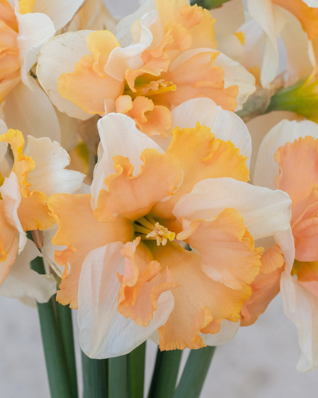 Narcissus 'Casanova'