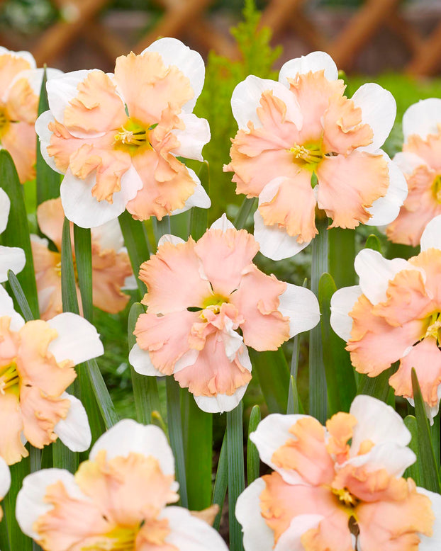 Narcissus 'Casanova'