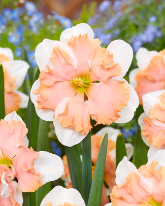 Narcissus 'Casanova'