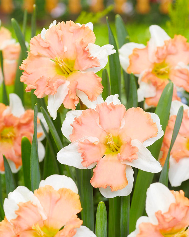 Narcissus 'Casanova'