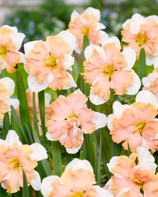 Narcissus 'Casanova'