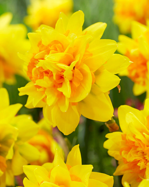 Narcissus 'Double Joy'