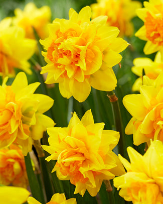 Narcissus 'Double Joy'