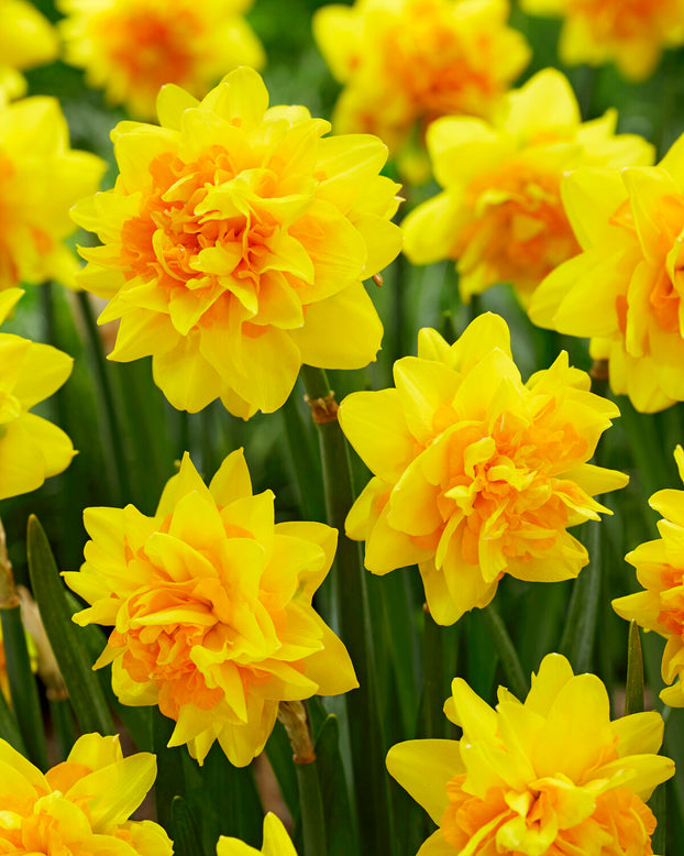 Narcissus 'Double Joy'