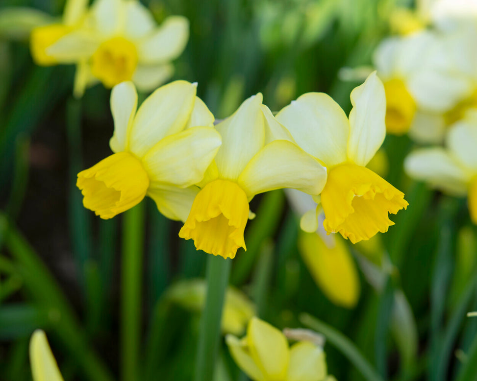 Narcissus 'Eaton Song'