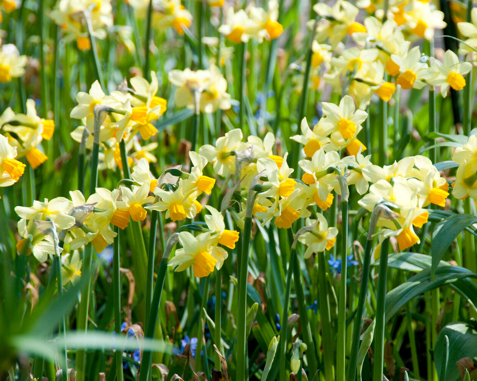 Narcissus 'Eaton Song'