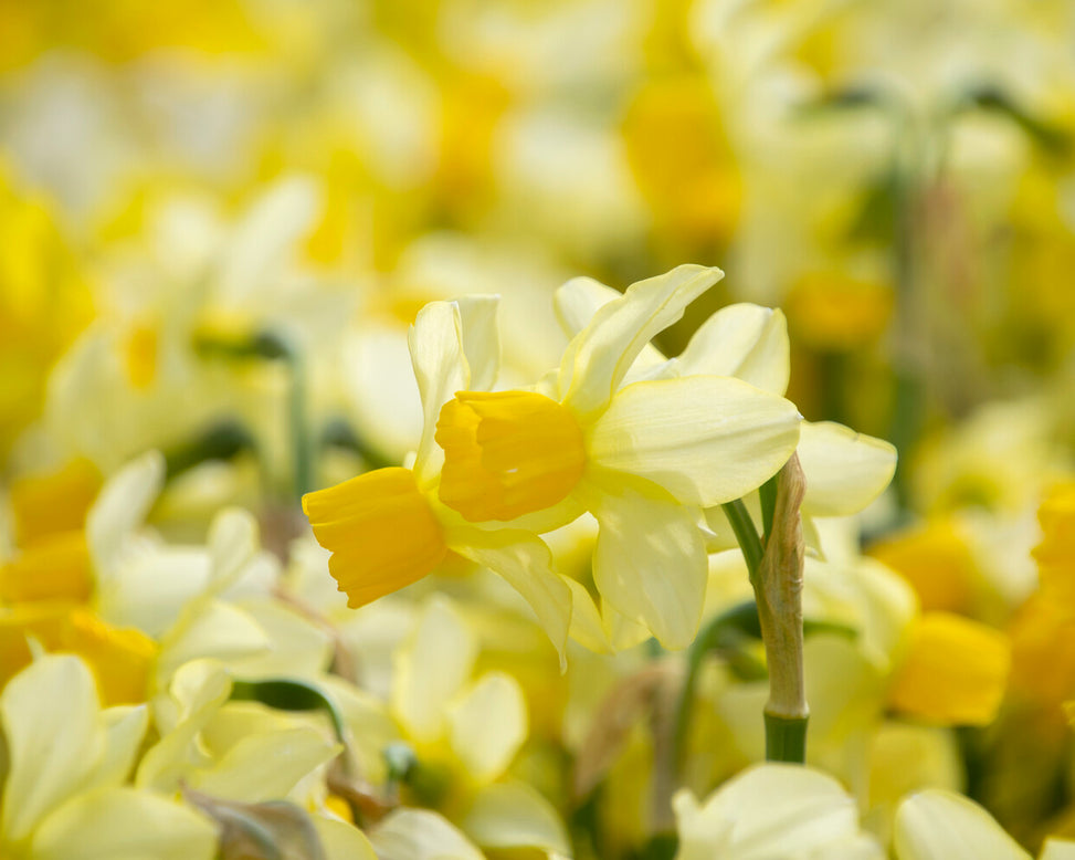 Narcissus 'Eaton Song'