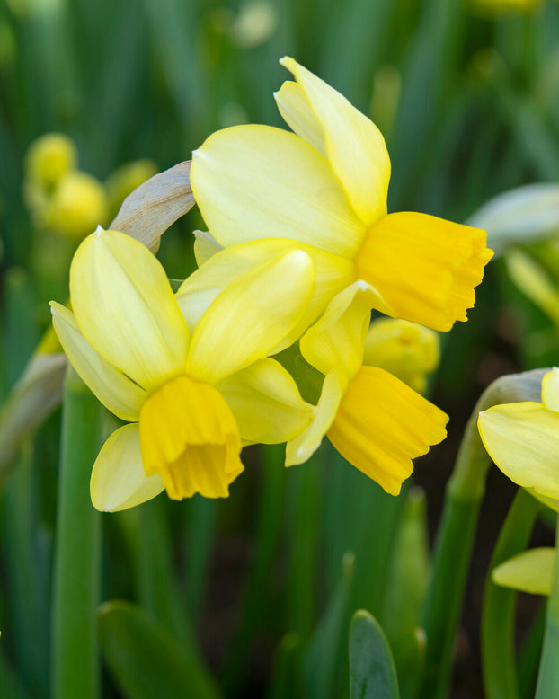 Narcissus 'Eaton Song'