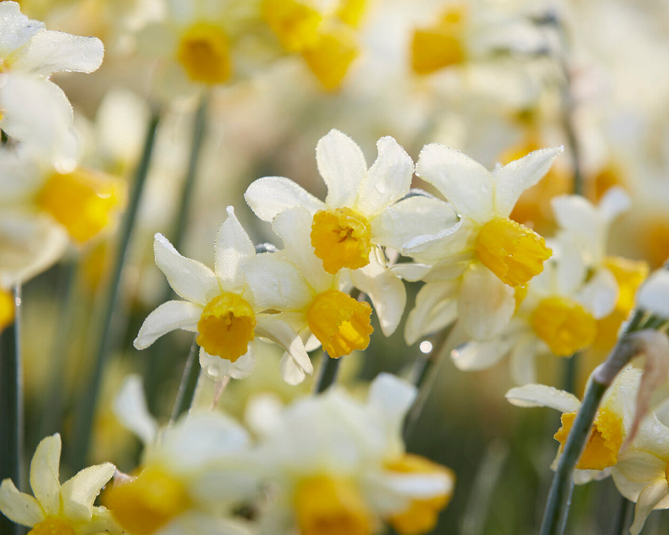 Narcissus 'Eaton Song'