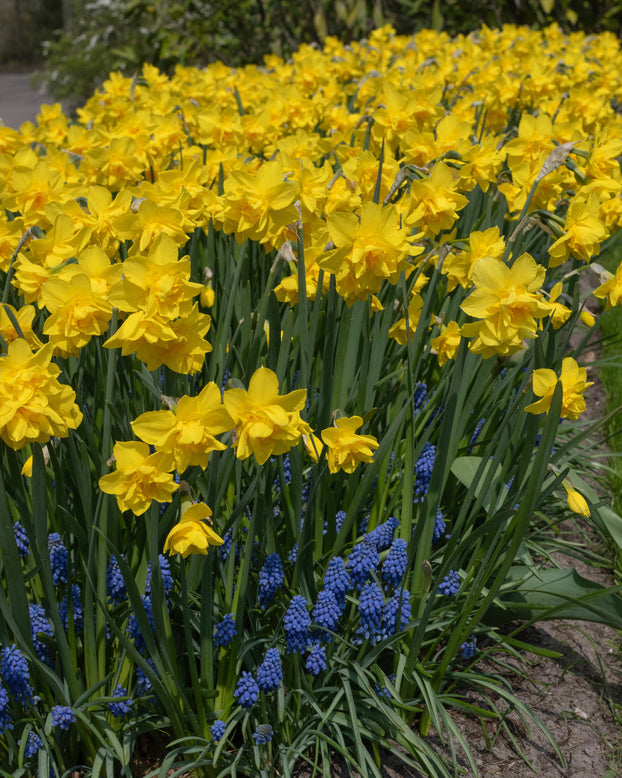 Narcissus 'Golden Delicious'