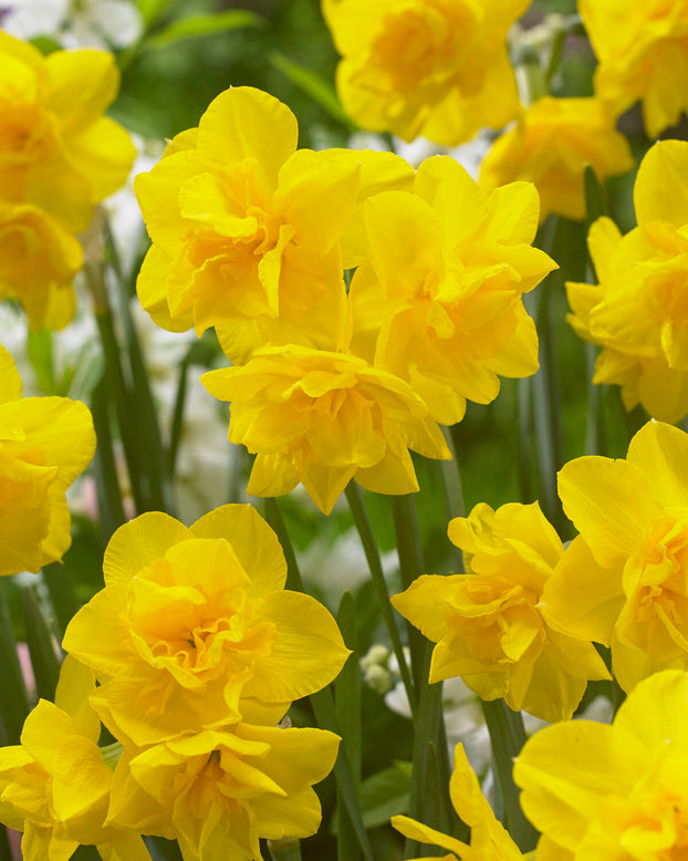 Narcissus 'Golden Delicious'