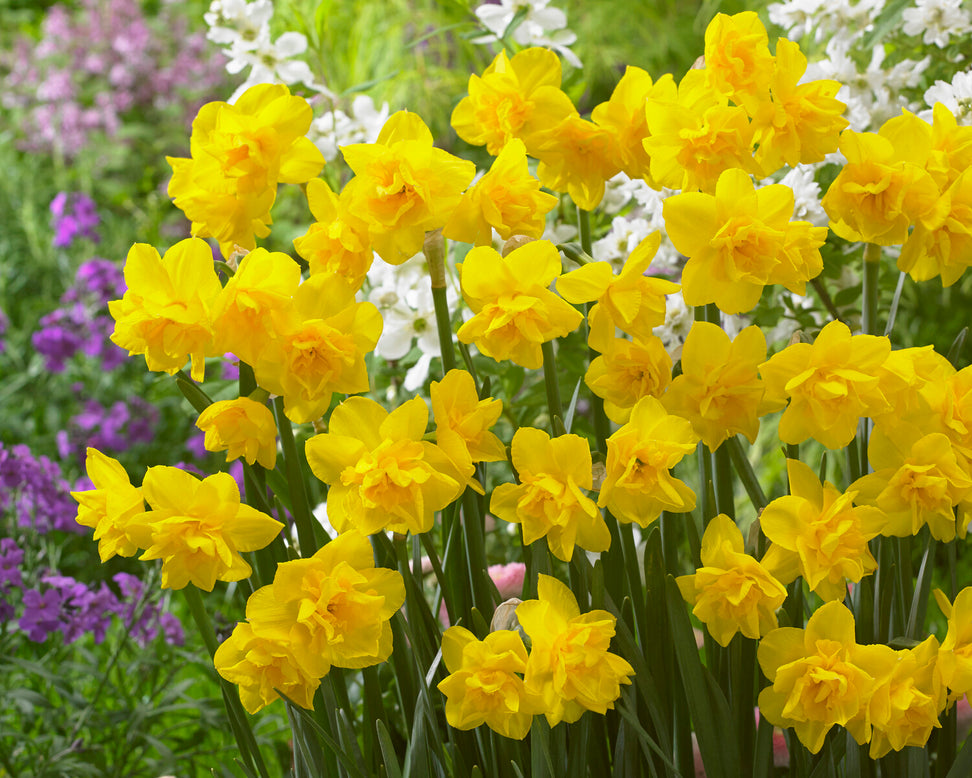 Narcissus 'Golden Delicious'