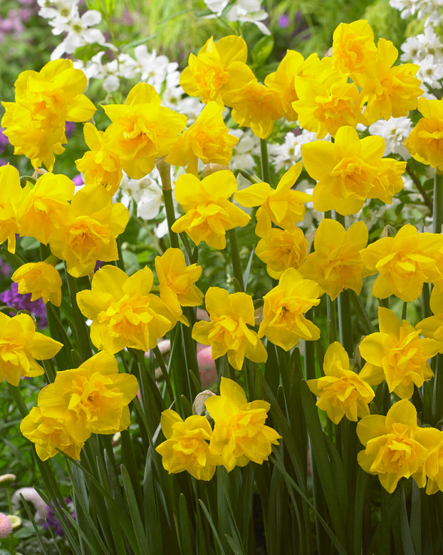 Narcissus 'Golden Delicious'