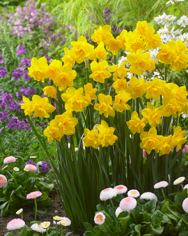 Narcissus 'Golden Delicious'