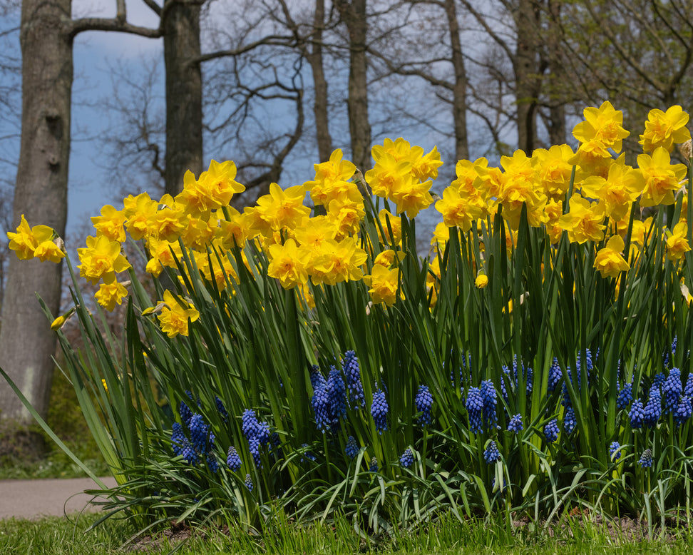 Narcissus 'Golden Delicious'