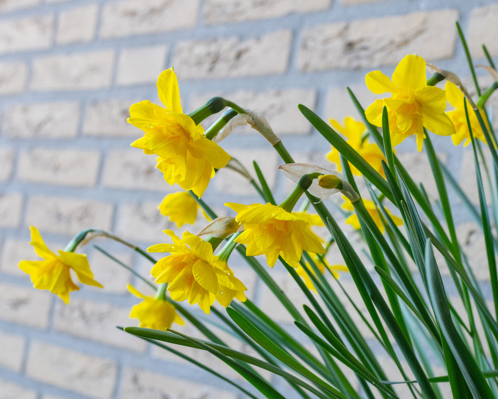 Narcissus 'Golden Delicious'