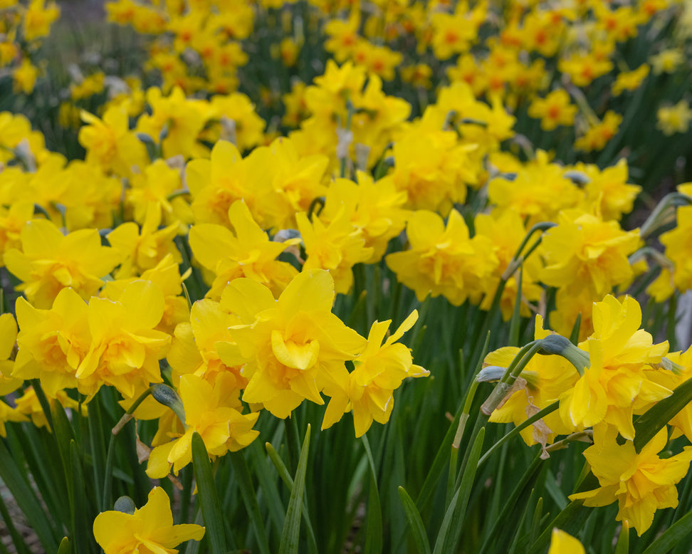 Narcissus 'Golden Delicious'