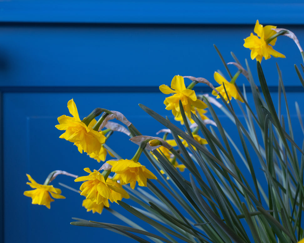 Narcissus 'Golden Delicious'