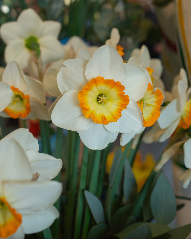 Narcissus 'Happy Smiles'