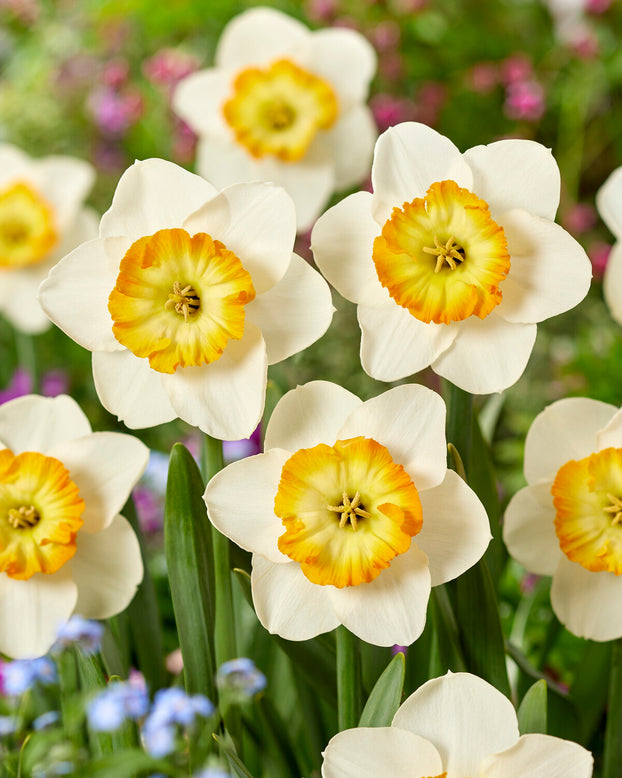 Narcissus 'Happy Smiles'