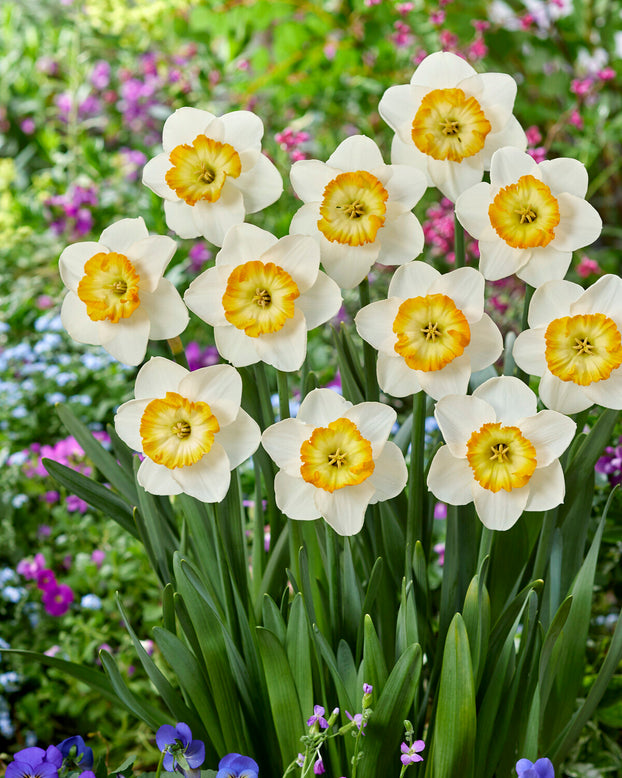 Narcissus 'Happy Smiles'