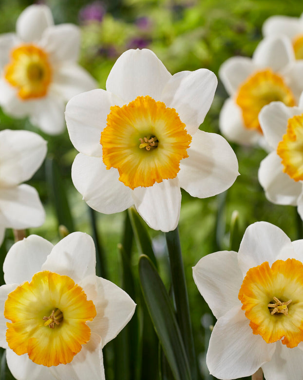 Narcissus 'Happy Smiles'