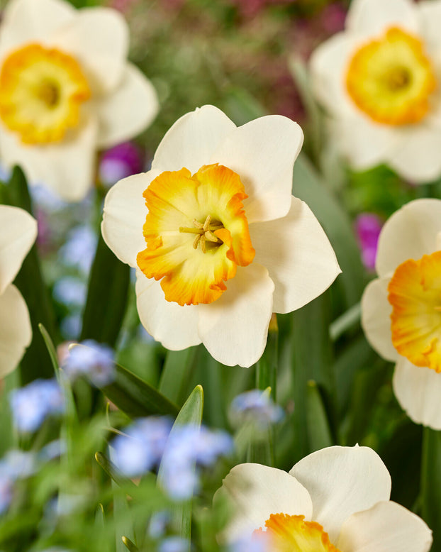 Narcissus 'Happy Smiles'