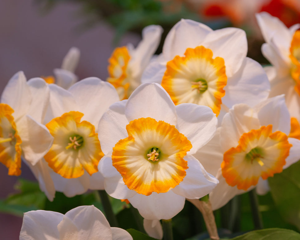 Narcissus 'Happy Smiles'