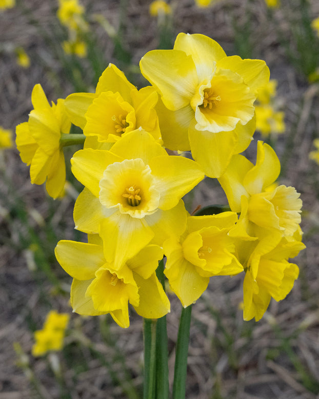 Narcissus 'Hunter Sunrise'