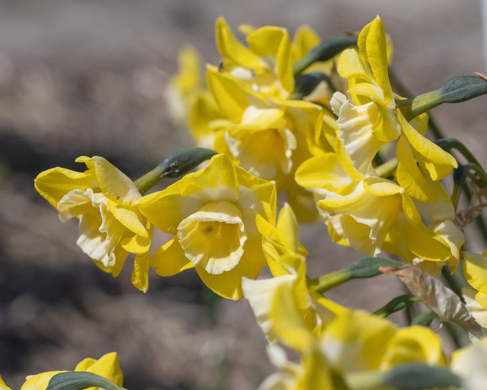 Narcissus 'Hunter Sunrise'