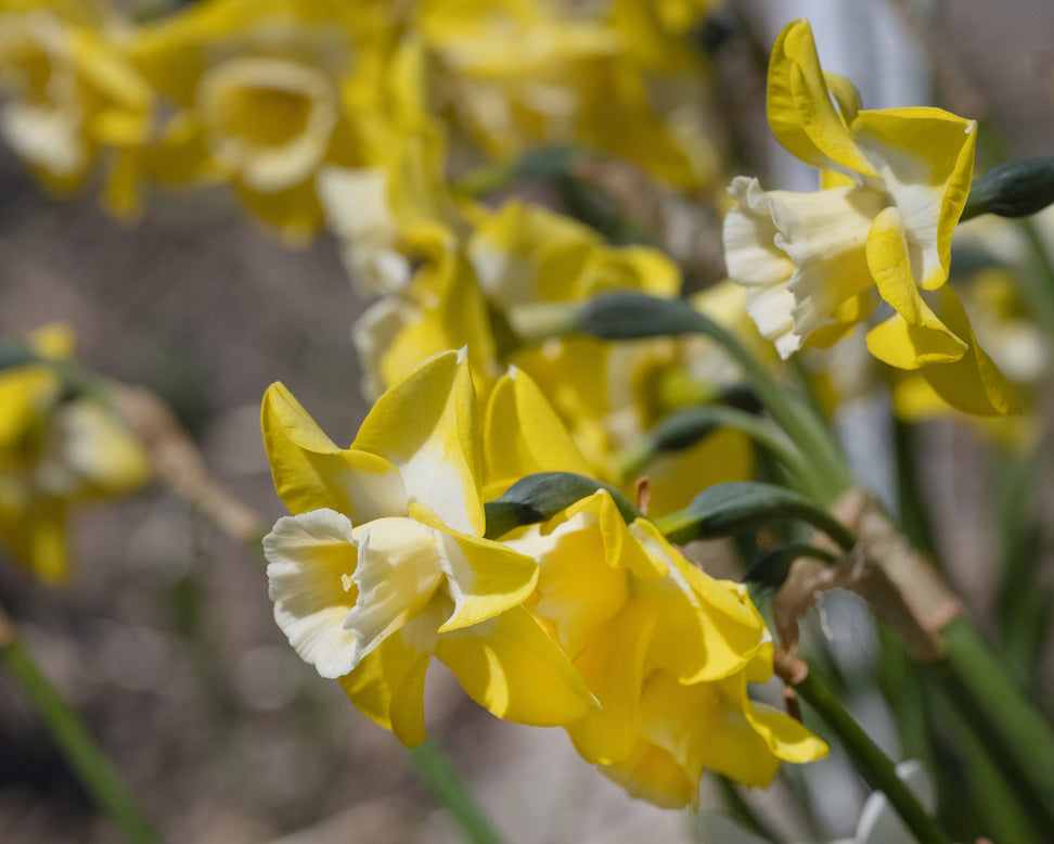 Narcissus 'Hunter Sunrise'