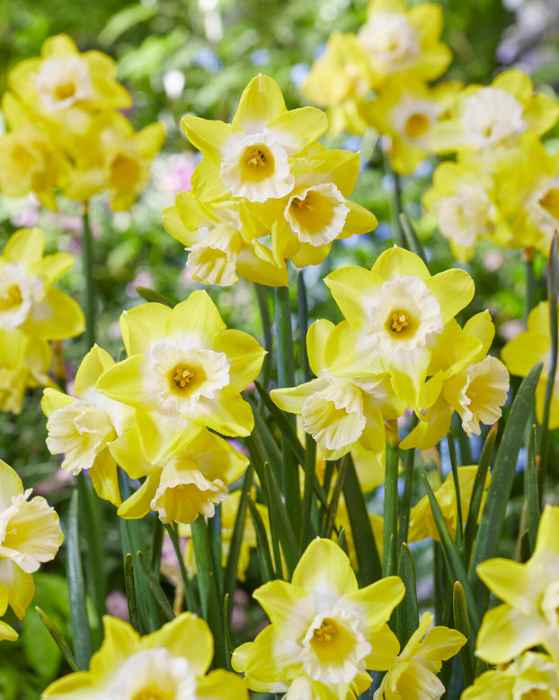 Narcissus 'Hunter Sunrise'