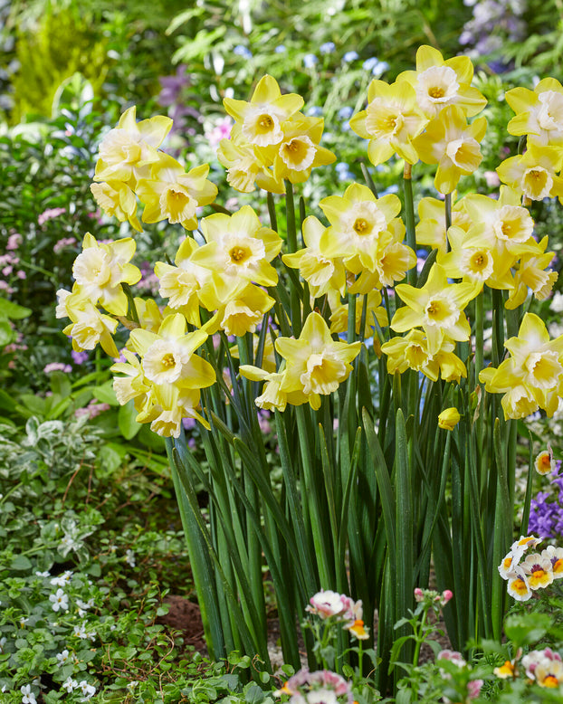 Narcissus 'Hunter Sunrise'