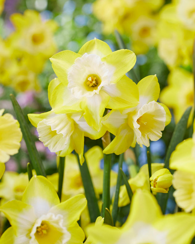 Narcissus 'Hunter Sunrise'