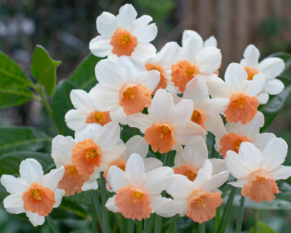 Narcissus 'Iwona'