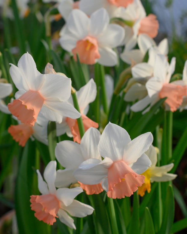 Narcissus 'Iwona'