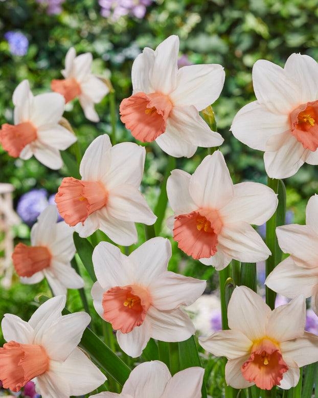 Narcissus 'Iwona'