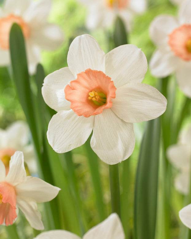 Narcissus 'Iwona'