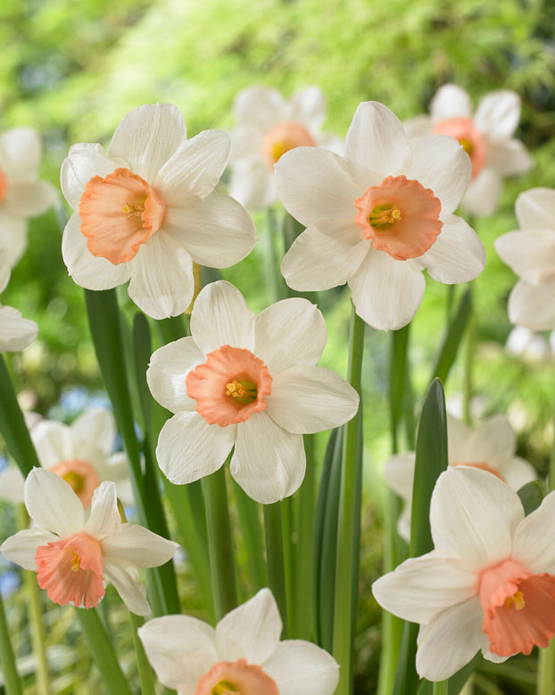 Narcissus 'Iwona'