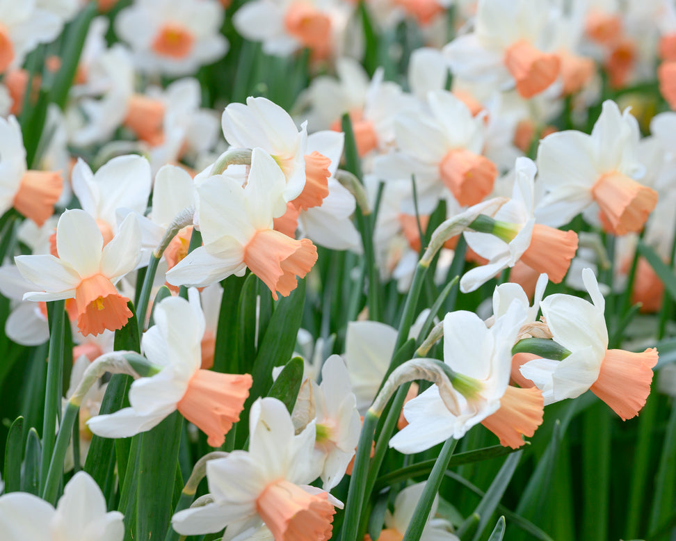 Narcissus 'Iwona'