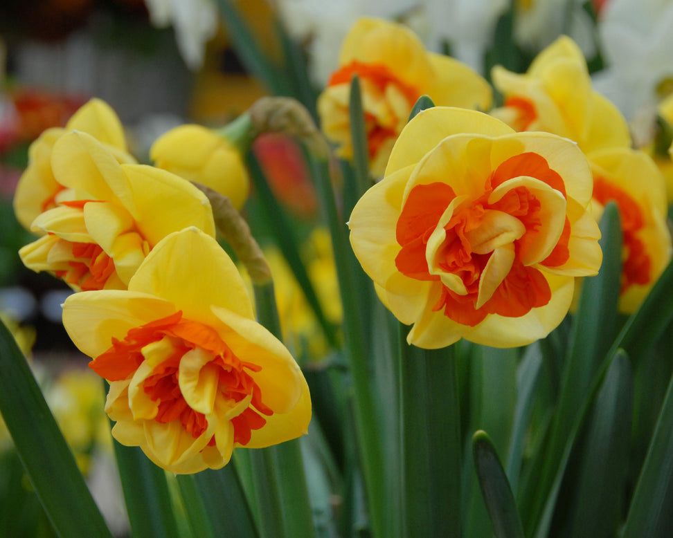 Narcissus 'Kiwi Sunset'