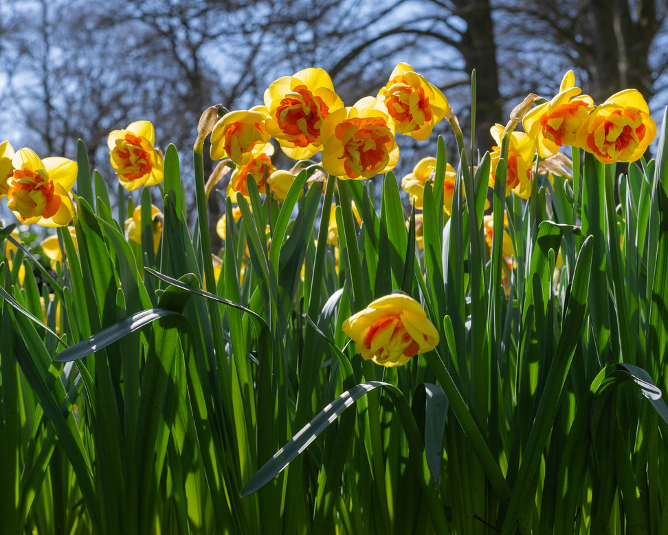 Narcissus 'Kiwi Sunset'