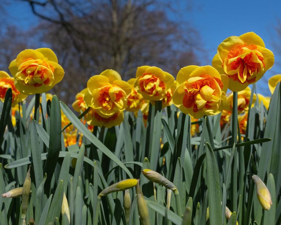 Narcissus 'Kiwi Sunset'