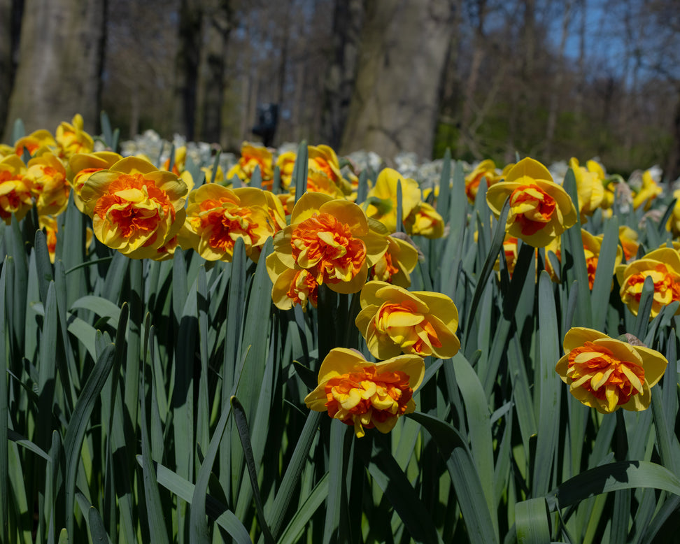 Narcissus 'Kiwi Sunset'