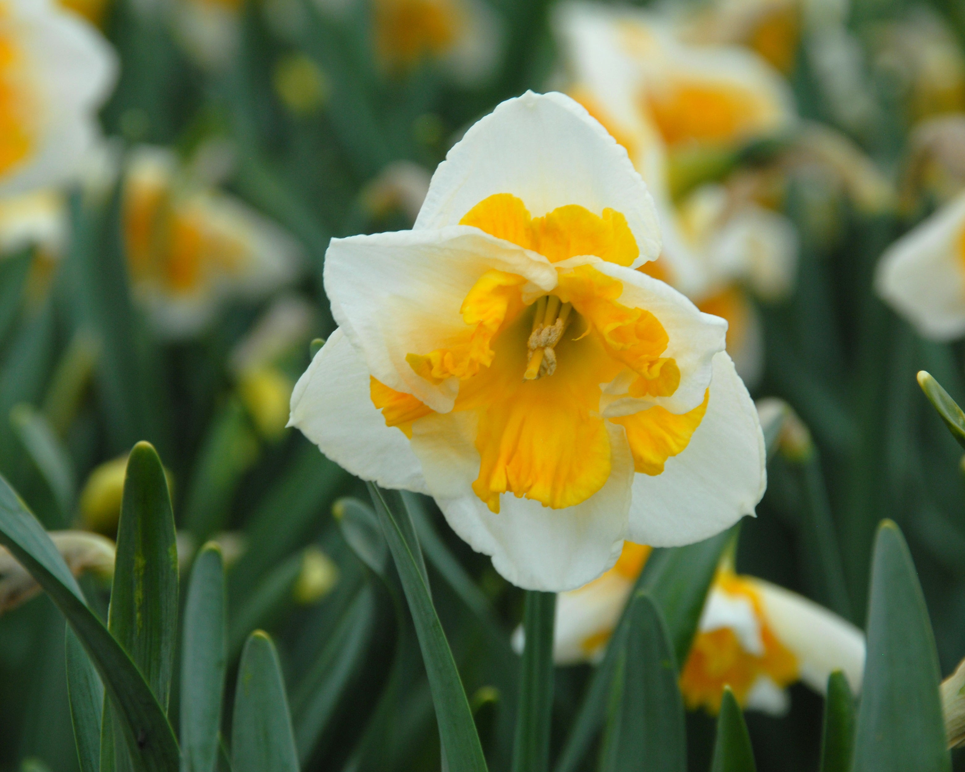 Narcissus 'Love Call' bulbs — Buy online at Farmer Gracy UK