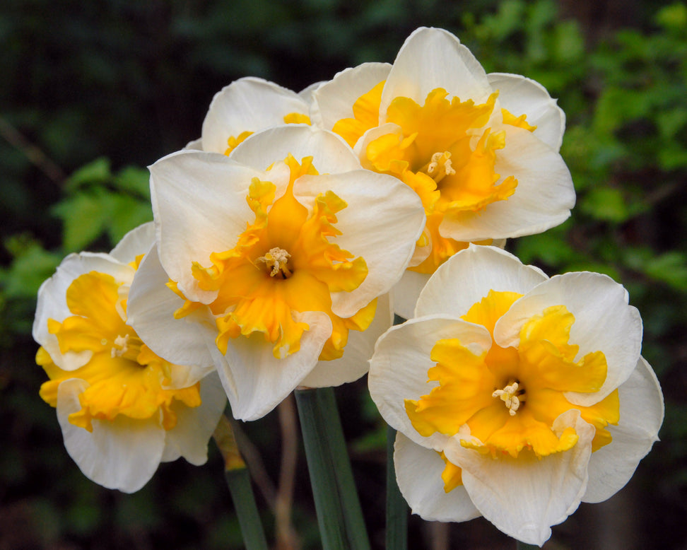 Narcissus 'Love Call'