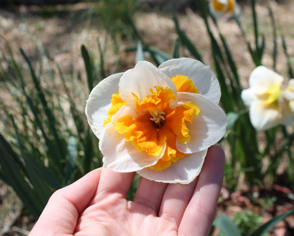 Narcissus 'Love Call'